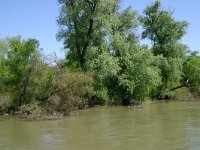 RO, Tulcea, Danube delta 13, Saxifraga-Dirk Hilbers